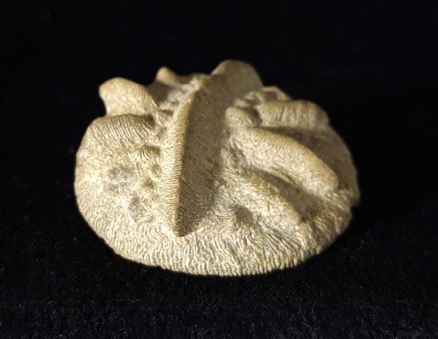 Aspidiscus cristatus (LAMARCK 1801) - Bild © FossNet FossilienStore